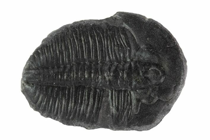 Elrathia Trilobite Fossil - Utah #96040